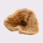 Elephant ear sponge, medium, seasponges.eu